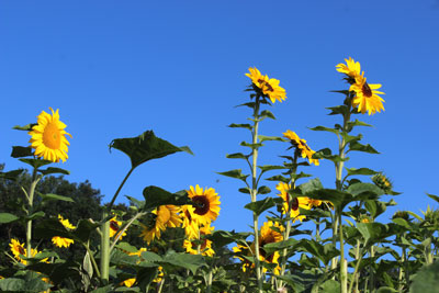 Sonnenblumen